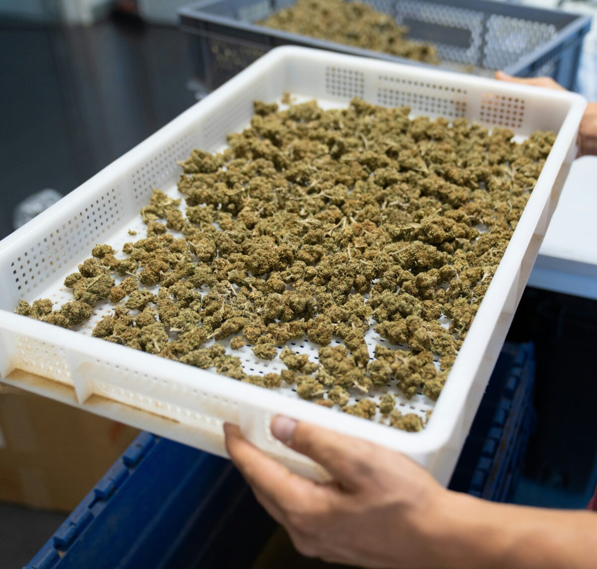 A tray filled with freshly harvested cannabis buds being carefully handled, showcasing the meticulous process of preparing cannabis for sale or further processing at a dispensary.