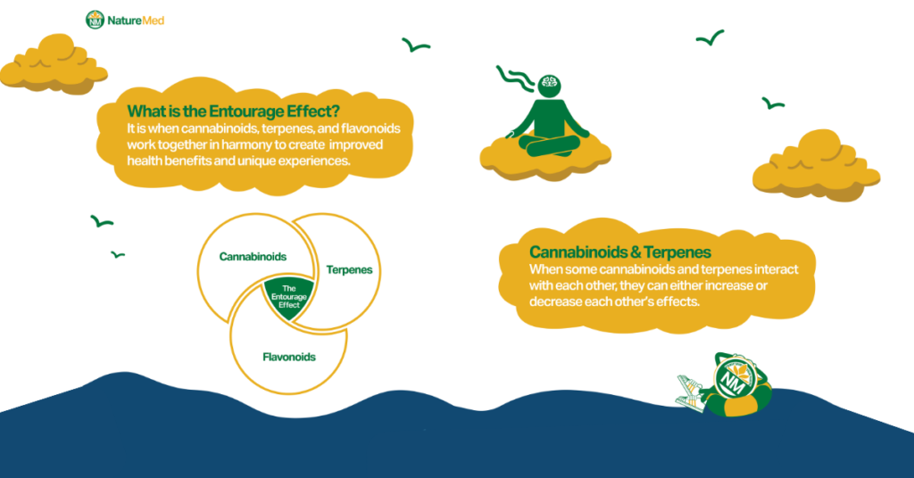 Nature Med infographic explaining the Entourage Effect, which occurs when cannabinoids, terpenes, and flavonoids work together to enhance health benefits and create unique experiences. Includes a Venn diagram illustrating the interaction of these compounds and notes on how cannabinoids and terpenes can either amplify or reduce each other’s effects.