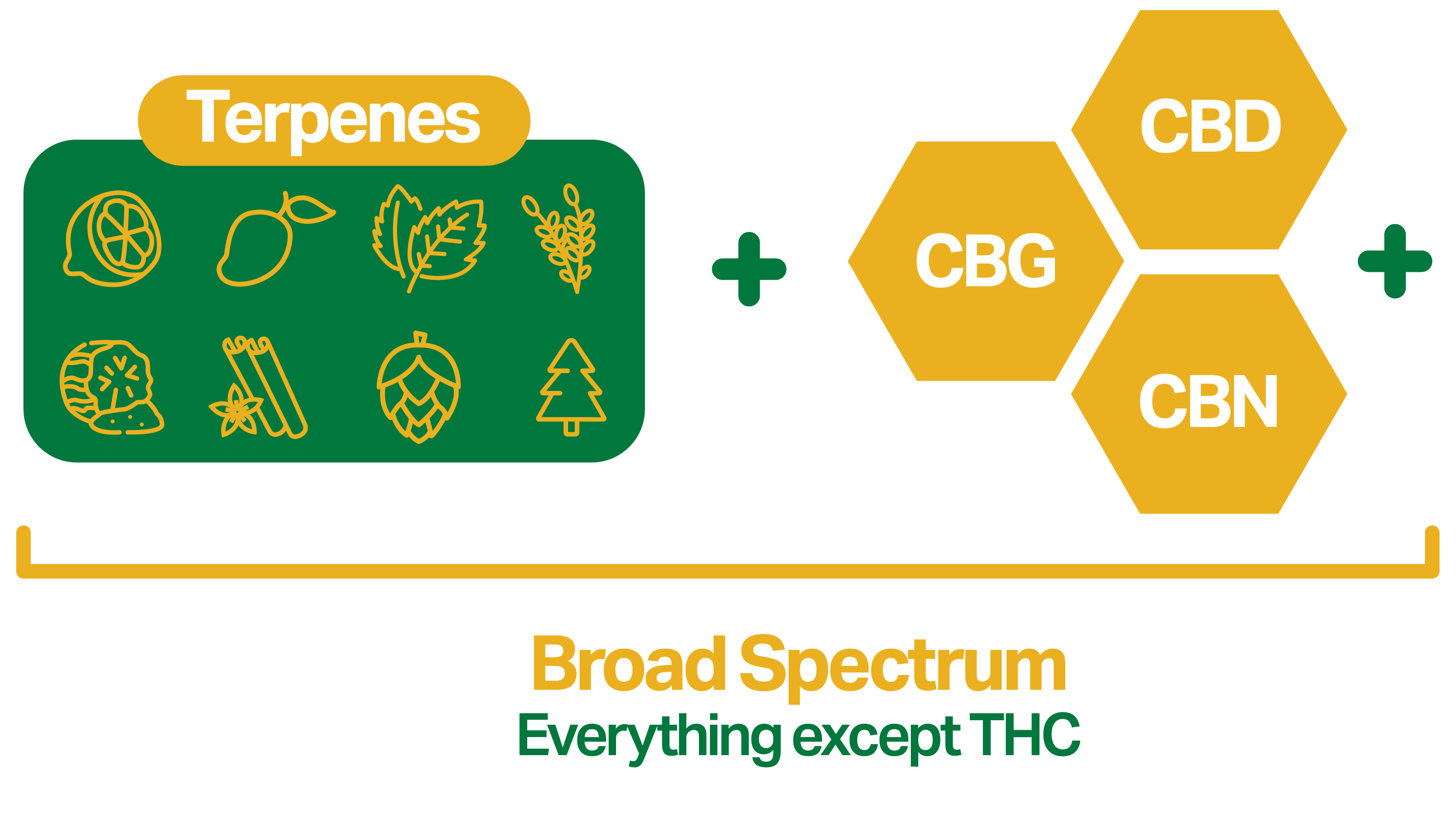 Graphic illustrating Broad Spectrum cannabis, featuring terpenes and cannabinoids like CBD, CBG, and CBN, with the label 'Everything except THC' to highlight its non-psychoactive properties.