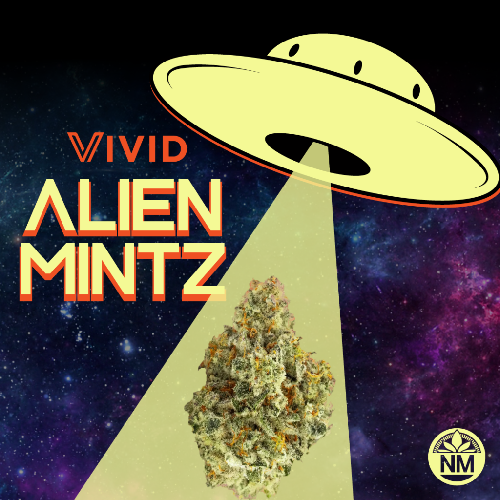 Spooky-Strain-Alien-Mintz-2 - Nature Med Dispensaries Alien Mintz cannabis strain from Vivid featured in a playful Halloween-themed graphic with a UFO beaming down on the bud against a galaxy background, adding a cosmic, extraterrestrial vibe.