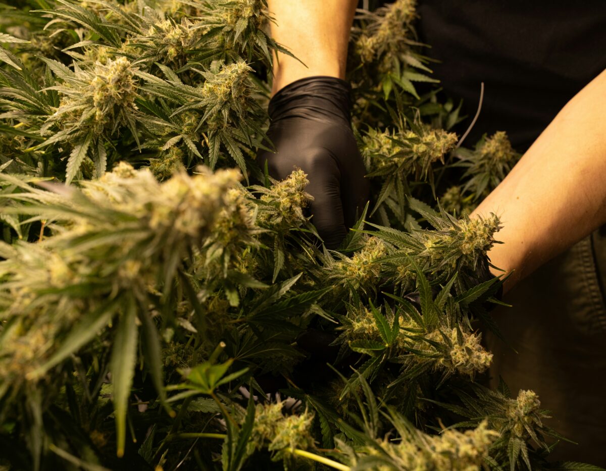 Person wearing black gloves tending to mature cannabis plants in a cultivation facility, surrounded by dense, flowering buds ready for harvest.