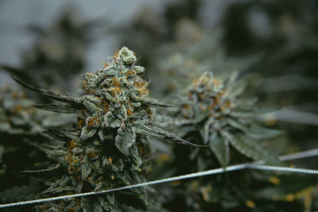 - Nature Med Dispensaries image of a cannabis flower plant
