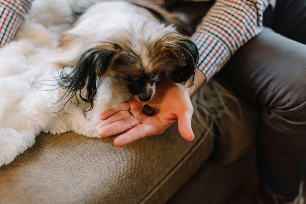 A small dog eating a CBD chew from a person's hand