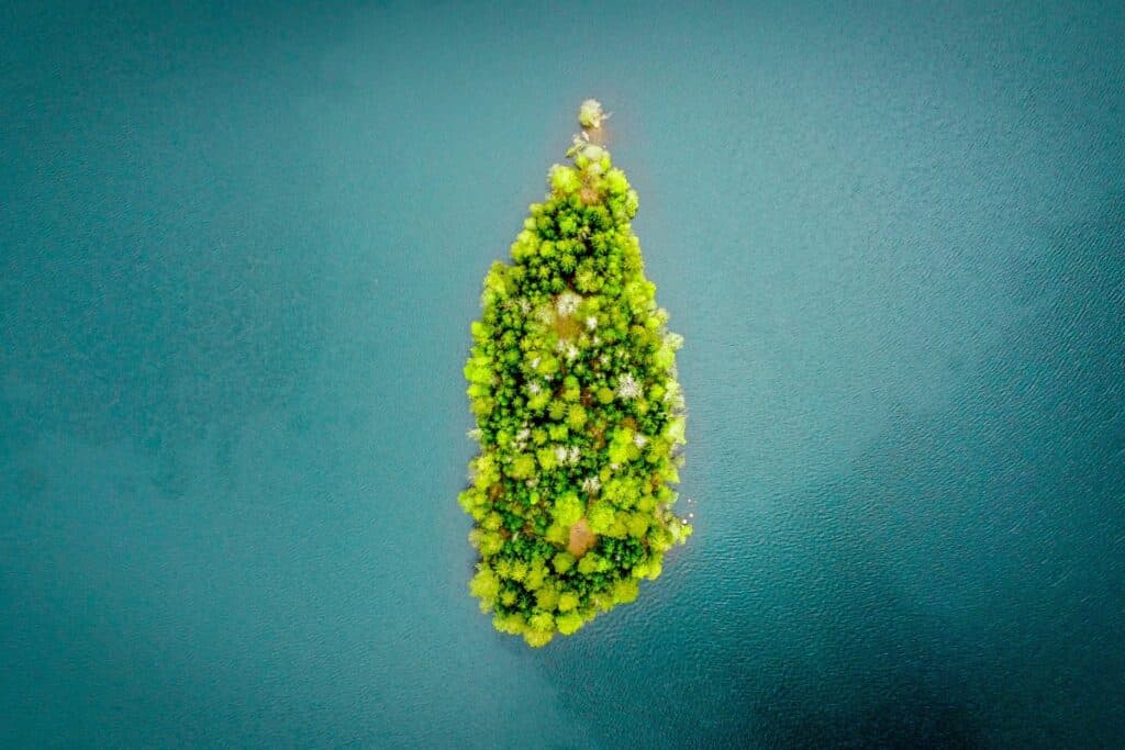 - Nature Med Dispensaries Cannabis nugs on a Christmas tree branch for holiday gifting.