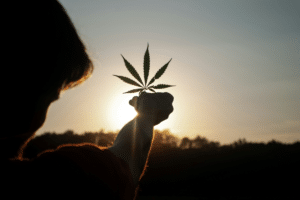 Silhouette of a cannabis fan leaf held against a sunset, symbolizing appreciation for the botanical science and natural benefits of the cannabis plant.