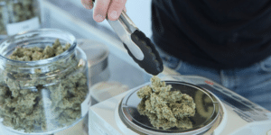 jars of cannabis nugs being weighed by someone