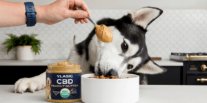 A husky dog licking peanut butter off a spoon held by its owner, next to a jar of Vlasic CBD Peanut Butter and a white bowl on a kitchen counter.